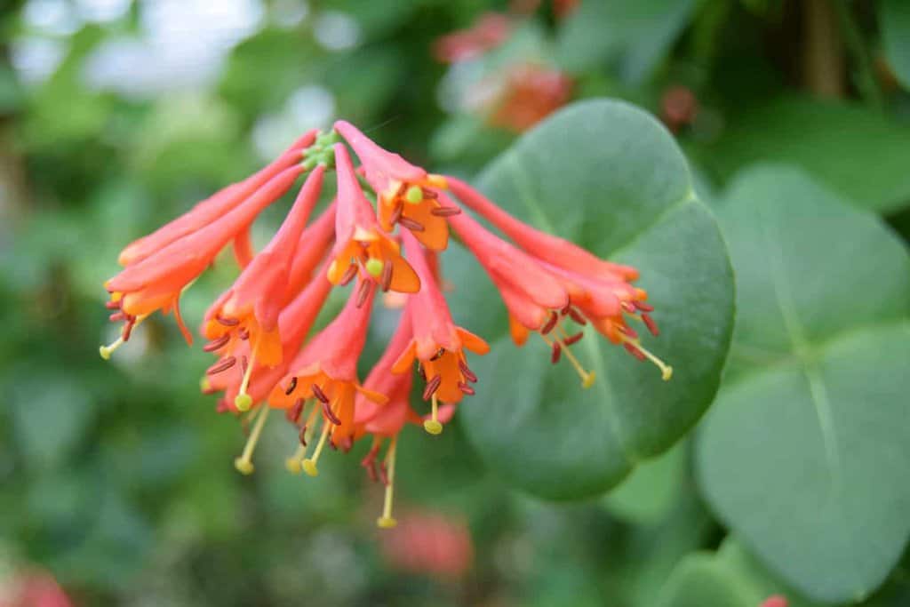 Lonicera x brownii 'Dropmore Scarlet' 60-80 cm